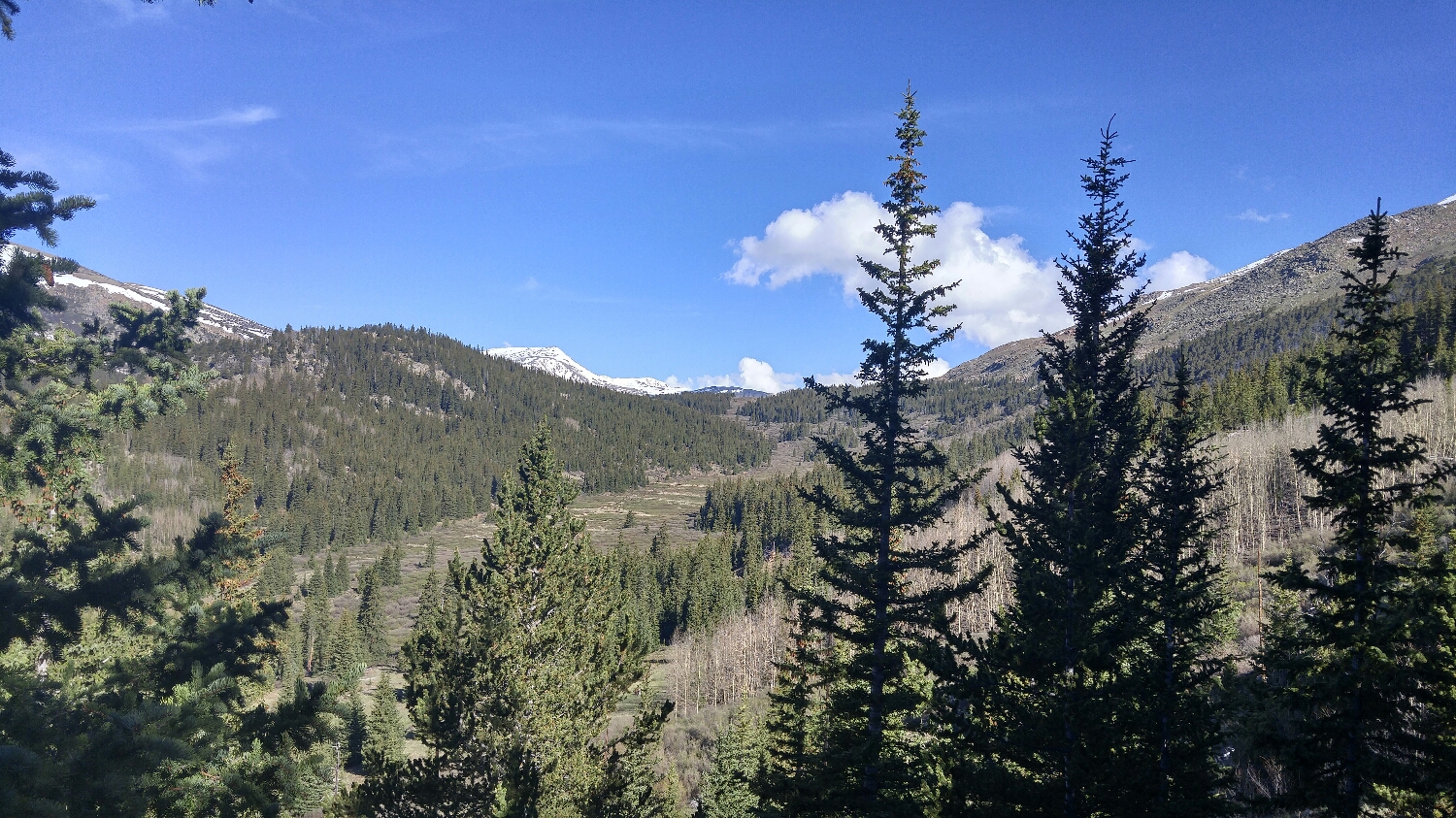 big mountain meadows