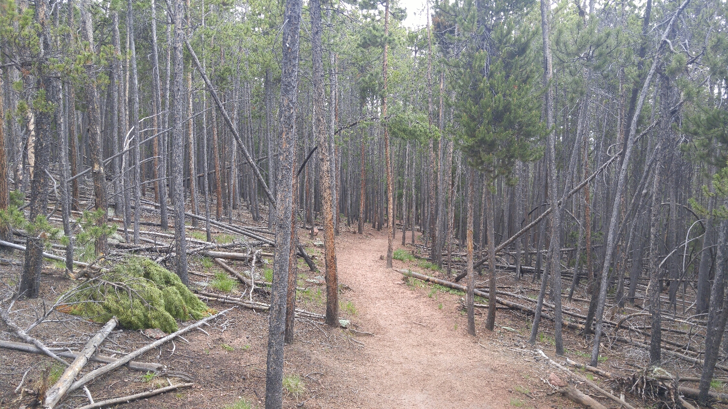 Up into the lodgepoles