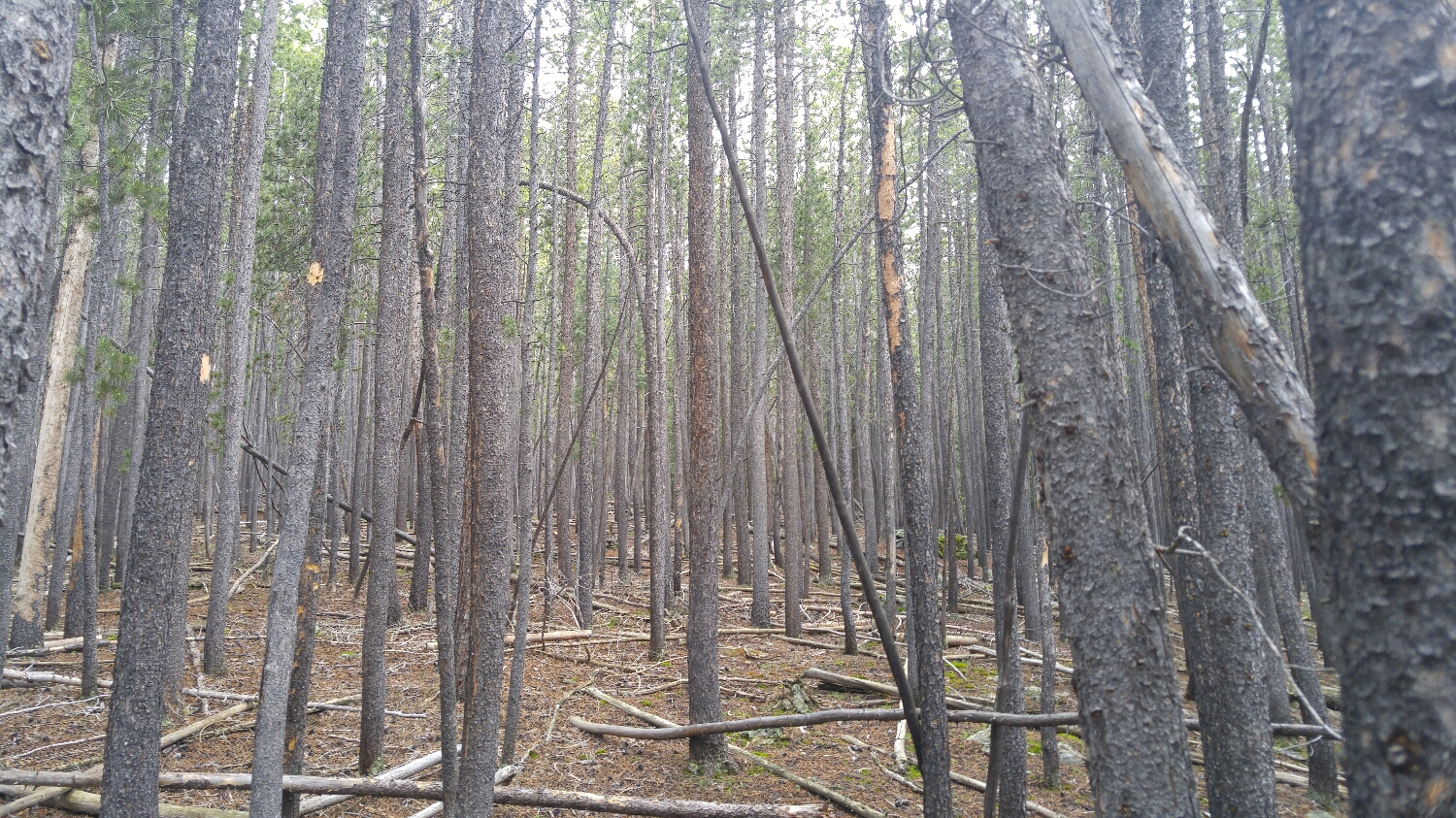 Lodgepoles galore!